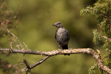 Juvenile blue rock thrush (Monticola solitarius) resting calmly on a branch in natural surroundings.