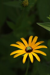 bee on yellow flower