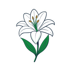 Elegant white lily flower with developing green buds on a clean white background