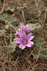 purple crocus flower