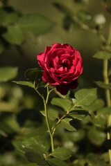 red rose in garden