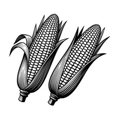 Vector art of two corn cobs in a vintage engraving style, showcasing the beauty of this agricultural staple