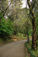 Fototapeta premium road in the forest
