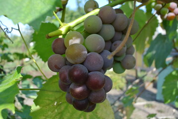 sunlit bunch of ripe grapes with leaves