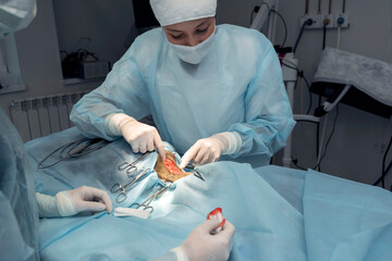 Veterinarian with assistant working cat during surgery Animal Hospital. Probes touches, palpates...