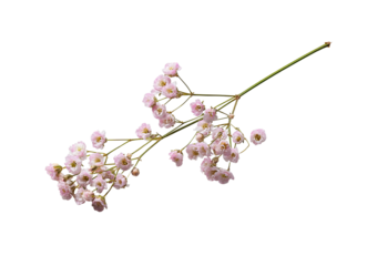 Delicate, pale pink flower cluster on stem
