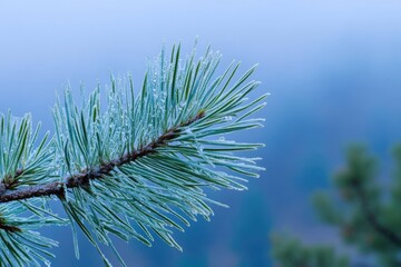 Close-up of a frost-covered pine branch, showcasing delicate needles and icy droplets against a blurred background.