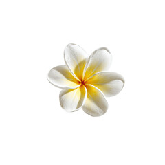 Close-up of a single, perfect white plumeria flower with a yellow center, isolated on black