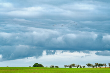 Die herbstlichen Wiesen des "Rhinluch" bei Linum sind ein beliebter Rastplatz f&uuml;r Kraniche auf ihrem Weg in den S&uuml;den