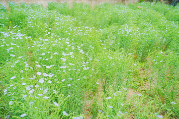 Nantong, Jiangsu, China: 04 21 2025: Beautiful Jiangsu Nantong traditional Chinese building and spring landscape