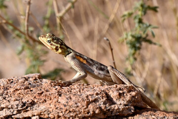 Close-Up of a Female Namib Rock Agama Lizard on a Rock in a Natural Desert Setting 