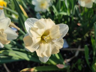 Narcissus Casanova. Blooming daffodil flower with white orange petals on green stem growing in black soil on sunny spring day. Selection breeding of flowers. Agricultural farming gardening