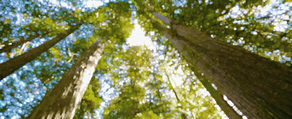 Redwood Trees w/Sunlight Beams Shining Through & Blue Skies Behind in a National Park and/or California State Park in Northern California (filtered photo w/ Texture)