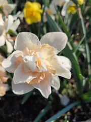 Blooming flower daffodil variety Delnashaugh with white pink petals with stamens and drops of morning dew on background of narcissus flowers and growing in ground in garden meadow, sunny spring day