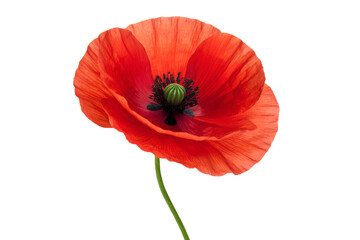 Fototapeta premium A single vibrant red poppy flower with delicate petals and a dark center, showcasing its beautiful, colorful bloom on a slender green stem, isolated on a clean white background