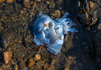 blue jellyfish washed up on the seashore