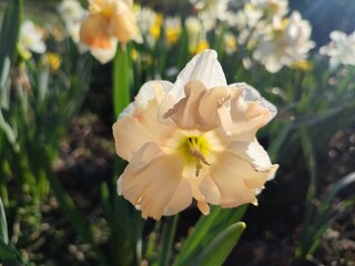 Blooming narcissus flower on sunny spring day. Varietal flower of narcissus variety Apricot Whirl. Pink white petals in inflorescence with stamens on green stem leaves in ground and shining sun rays