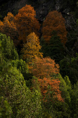 autumn, southern Chile