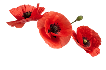 Elegant Trio Red Poppies Against a Pristine White Backdrop, Bringing Floral Beauty