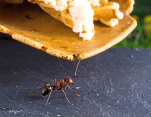 Ant on a dark surface, with popcorn and waffle cone