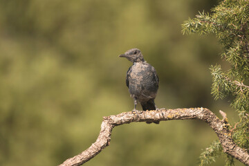 Juvenile blue rock thrush (Monticola solitarius) perched on a branch with a natural forest background.