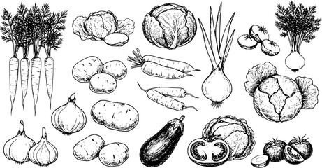 Vegetables set hand drawn vintage vector sketch drawing. draft silhouette drawing, black on white line art. Botanical vintage etching design.
