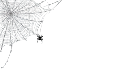 Detailed spiderweb against a black backdrop.  A complex, intricate web, with fine threads radiating outward from a central point