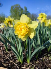 Beautiful blooming narcissus flower on sunny spring day. Varietal flower of narcissus variety Dick Wilden. Many yellow petals collected in inflorescence on green stem with leaves growing in flower bed