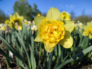 Beautiful blooming narcissus flower on sunny spring day. Varietal flower of narcissus variety Dick Wilden. Many yellow petals collected in inflorescence on green stem with leaves growing in flower bed © mari1408