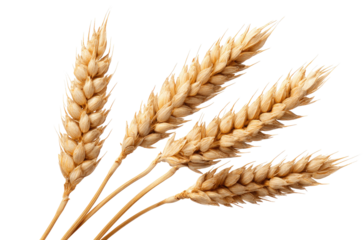 Close-up of four wheat stalks, golden-tan in color, showcasing the intricate details of the wheat heads