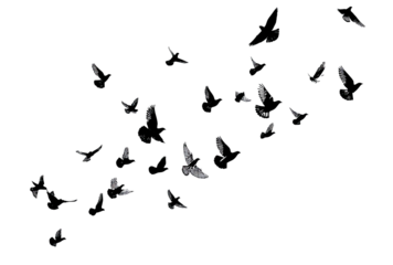 A flock of birds in flight against a black background.  Multiple birds are depicted in various positions, forming a seemingly random pattern. 