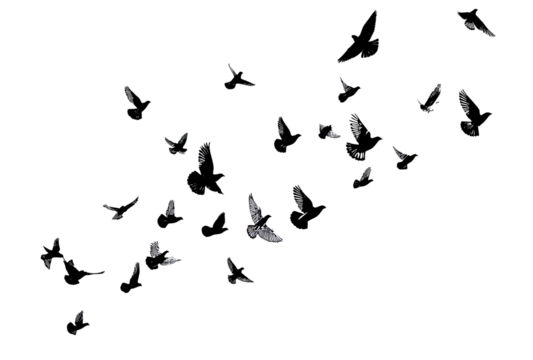 A flock of birds in flight against a black background.  Multiple birds are depicted in various positions, forming a seemingly random pattern. 