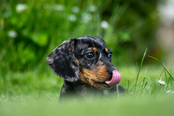 Playful dachshund sitting in the park