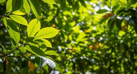 Green leaves in sunlight.