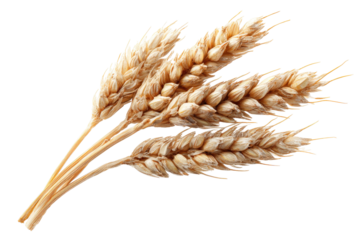 Close-up of three wheat stalks, light tan color, detailed seeds