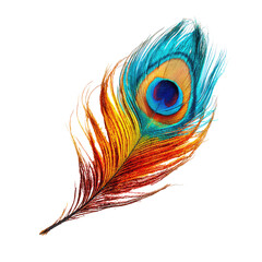Vibrant peacock feather