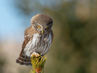 Eurasian pygmy owl perched on spruce branch, small nocturnal owl in natural habitat