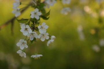 fiori di ciliegio in primavera