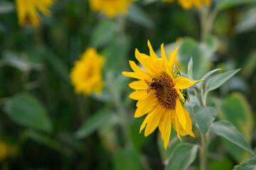 One bee working on a single sunflower head. Active pollinators share the bloom in warm daylight.