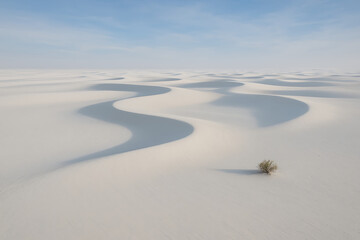 White Sand Dunes and Lone Bush