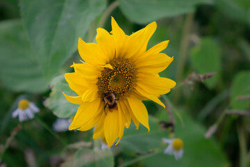 Sunflower head visited by a bee. Natural pollination scene captured with shallow depth of field.