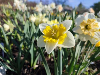 Blooming blossomed flower narcissus close-up. Blooming varietal narcissus with white yellow petal in inflorescence with stamens on green stem with leaves growing in ground on sunny spring day Vertical
