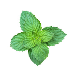 Fresh Green Mint Leaves isolated on transparent background with clipping path.