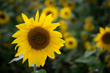 Obraz premium Sunflower head with a bee collecting pollen. Summer field scene with shallow depth of field and soft green bokeh