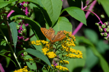 Kaisermantel Argynnis paphia Schmetterling, Edelfalter auf einem Strauch im Sonnenschein