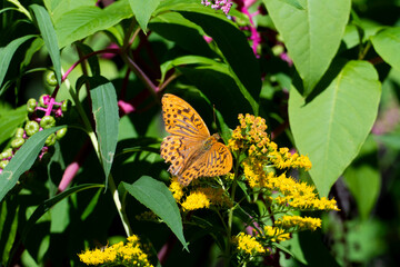 Kaisermantel Argynnis paphia Schmetterling, Edelfalter auf einem Strauch im Sonnenschein