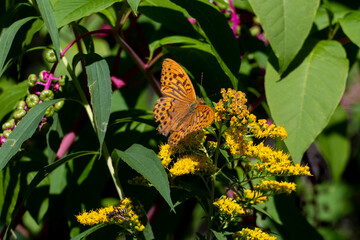 Kaisermantel Argynnis paphia Schmetterling, Edelfalter auf einem Strauch im Sonnenschein