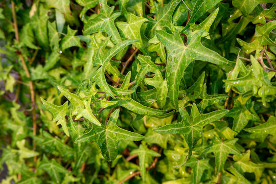 Fototapeta Close-up of wet ivy foliage after rain. Vibrant green plant with dew drops for nature and botanical themes. Photo
