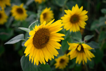 Sunflower head with a bee collecting pollen. Summer field scene with shallow depth of field and soft green bokeh