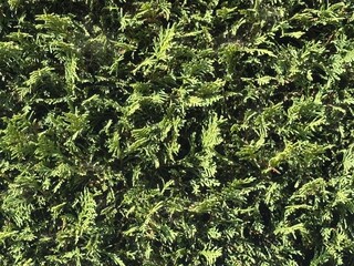 Evergreen Hedge Background — Natural Green Wall. Dense hedge of green conifer branches forming a natural wall. Perfect for eco-friendly design, garden themes, or abstract backgrounds.